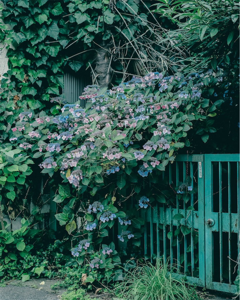 f:id:cobutan:20260701090811j:image