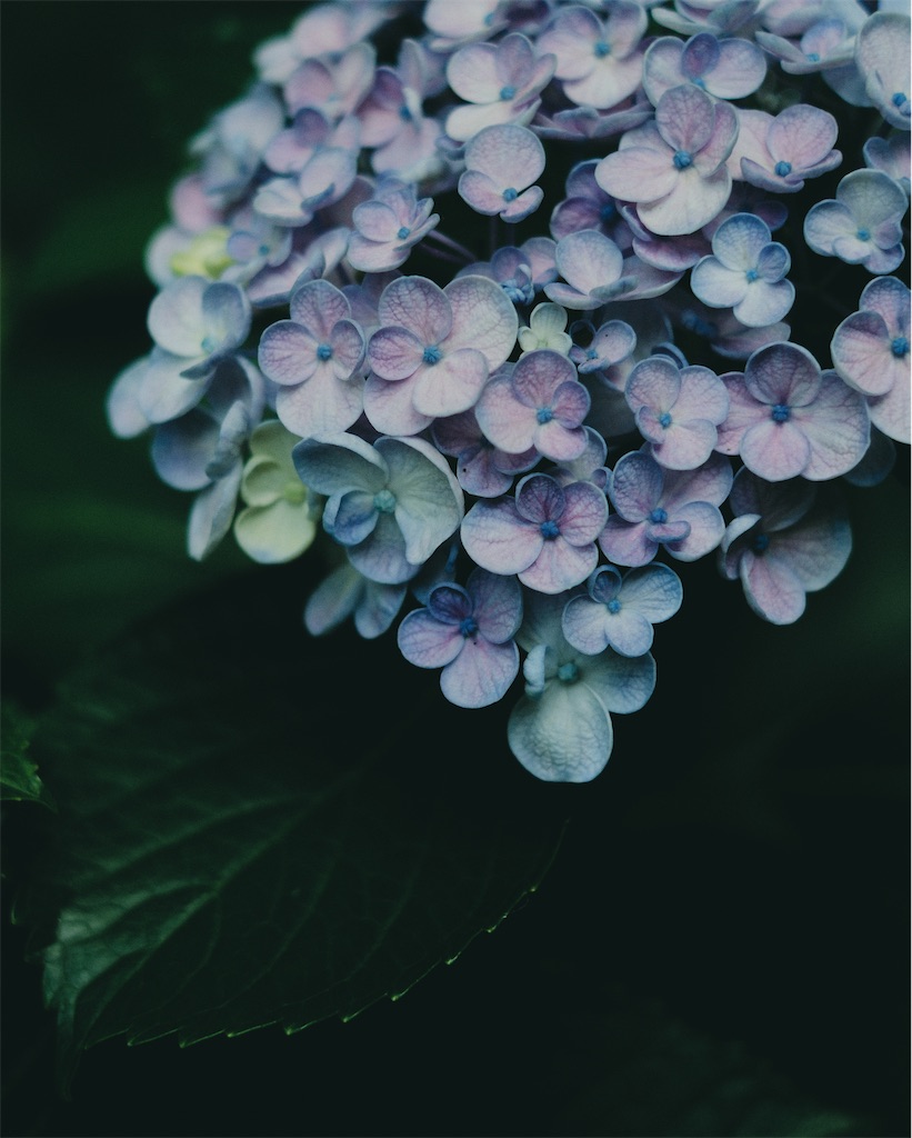 f:id:cobutan:20260701114331j:image