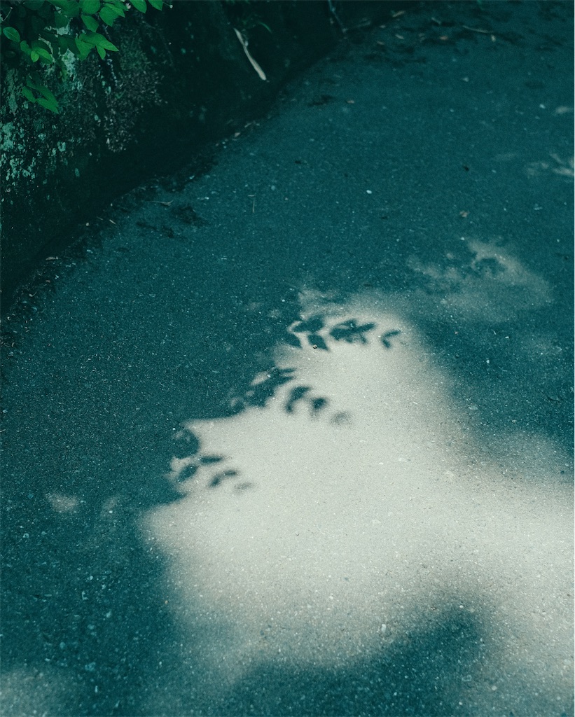 f:id:cobutan:20260702100353j:image