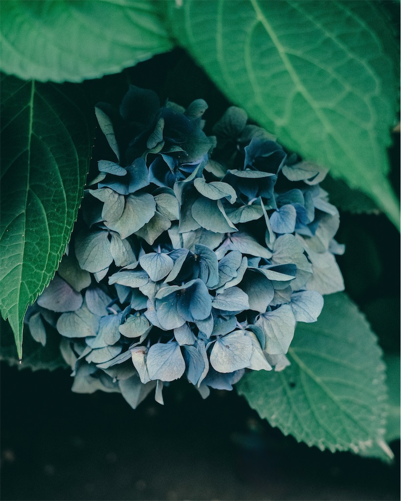 f:id:cobutan:20260707084635j:image