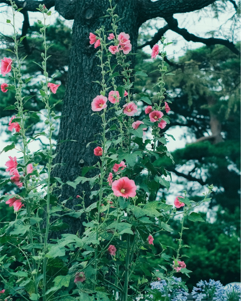 f:id:cobutan:20260731105141j:image
