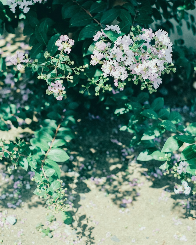 f:id:cobutan:20260829085701j:image