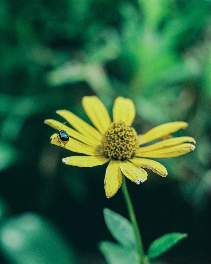 f:id:cobutan:20260830143733j:image
