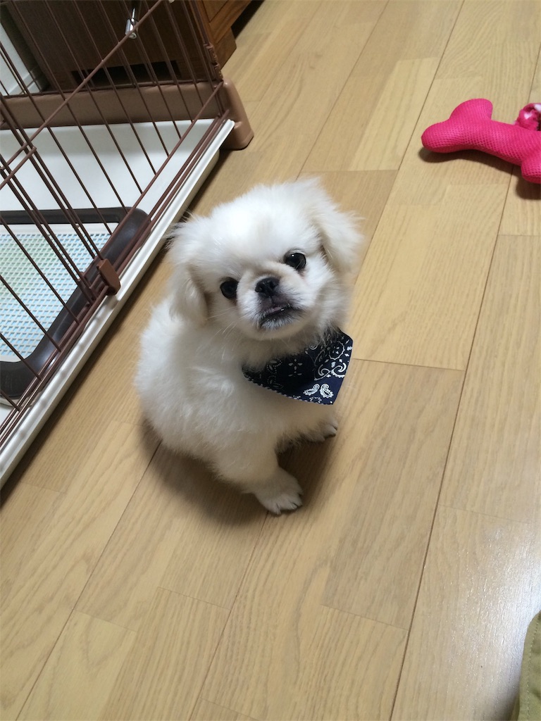 f:id:cocco0209908:20190612160309j:image f:id:cocco0209908:20190612160309j:image
