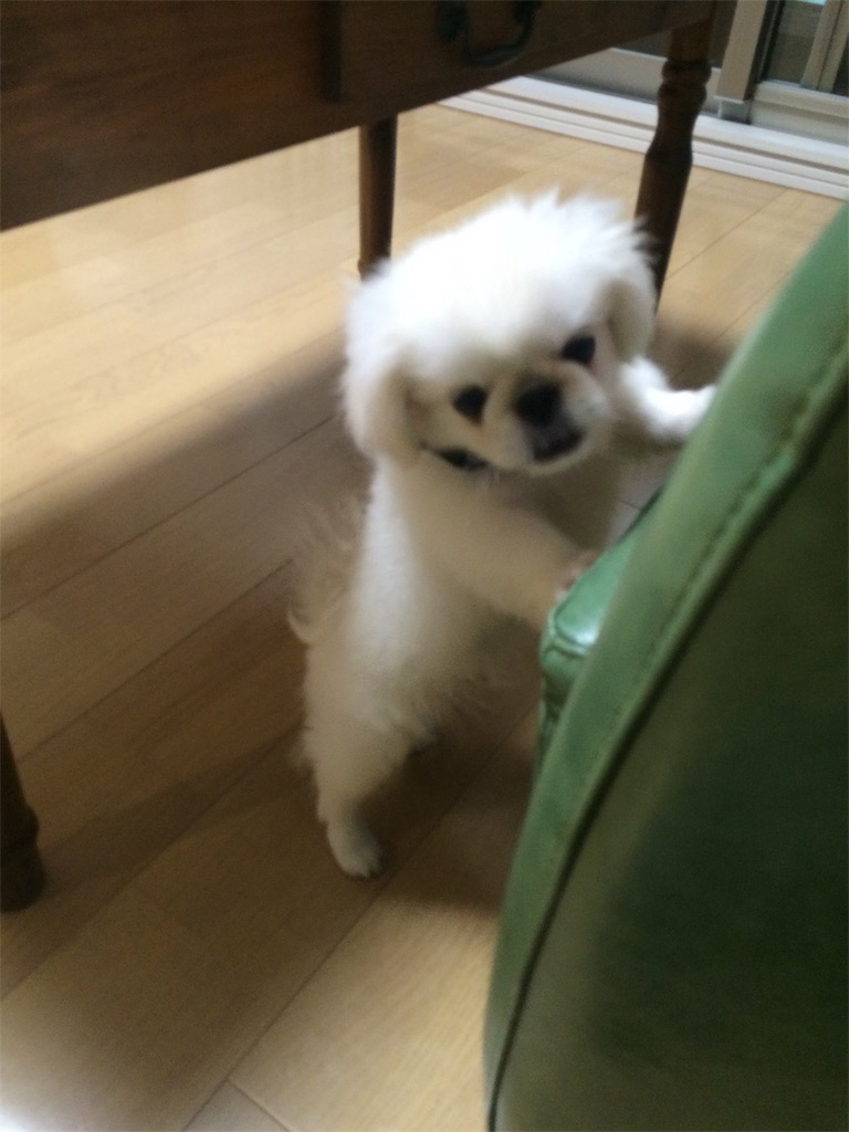 f:id:cocco0209908:20190612160314j:image f:id:cocco0209908:20190612160314j:image