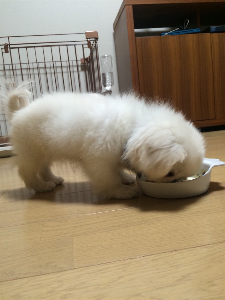 f:id:cocco0209908:20190612160350j:image f:id:cocco0209908:20190612160350j:image