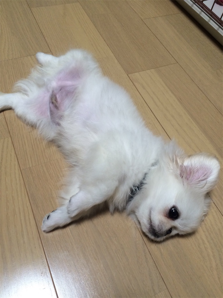 f:id:cocco0209908:20190612160432j:image f:id:cocco0209908:20190612160432j:image