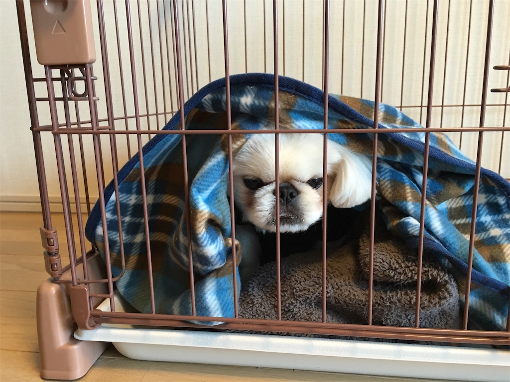 f:id:cocco0209908:20190612161035j:image f:id:cocco0209908:20190612161035j:image
