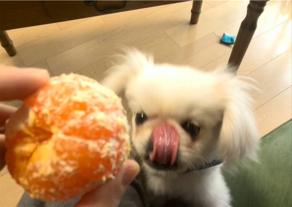f:id:cocco0209908:20190612161039j:image f:id:cocco0209908:20190612161039j:image