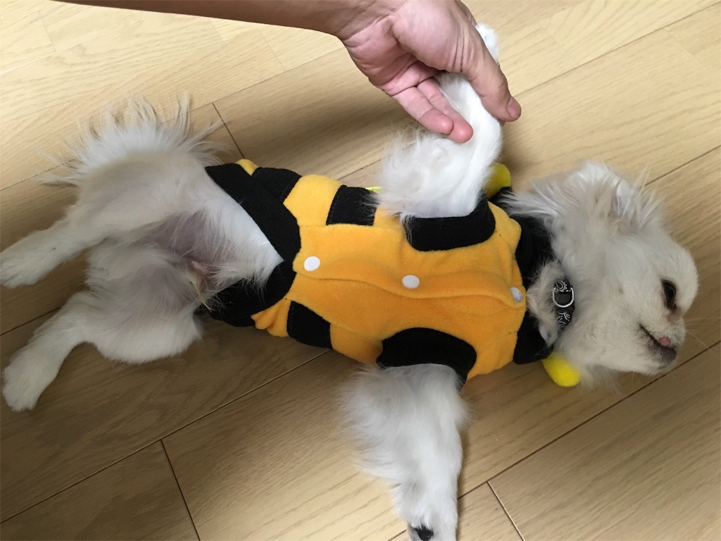 f:id:cocco0209908:20190612161912j:image f:id:cocco0209908:20190612161912j:image