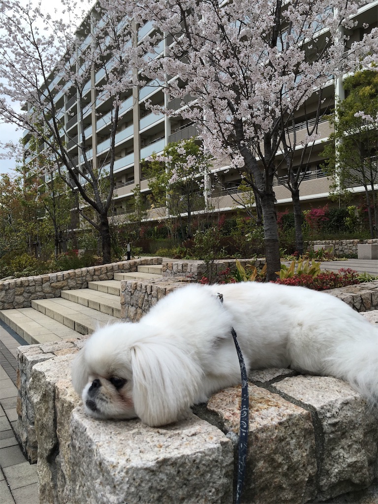f:id:cocco0209908:20190612162058j:image f:id:cocco0209908:20190612162058j:image