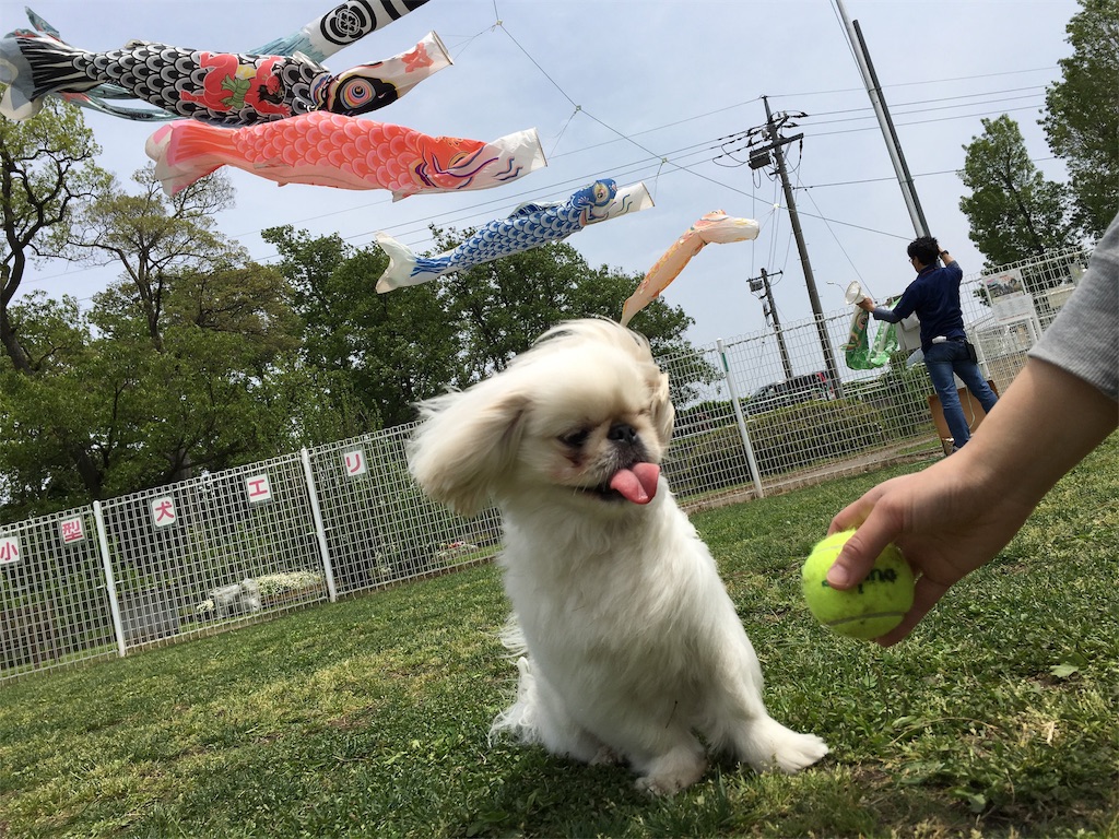 f:id:cocco0209908:20190612162103j:image f:id:cocco0209908:20190612162103j:image