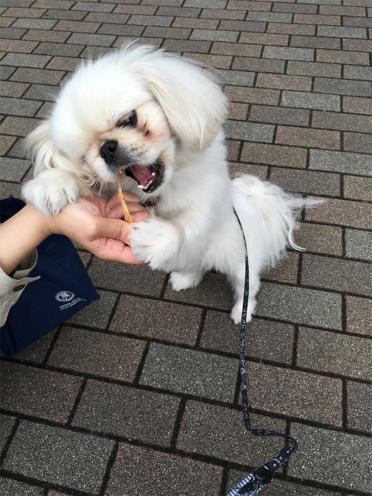 f:id:cocco0209908:20190612162225j:image f:id:cocco0209908:20190612162225j:image