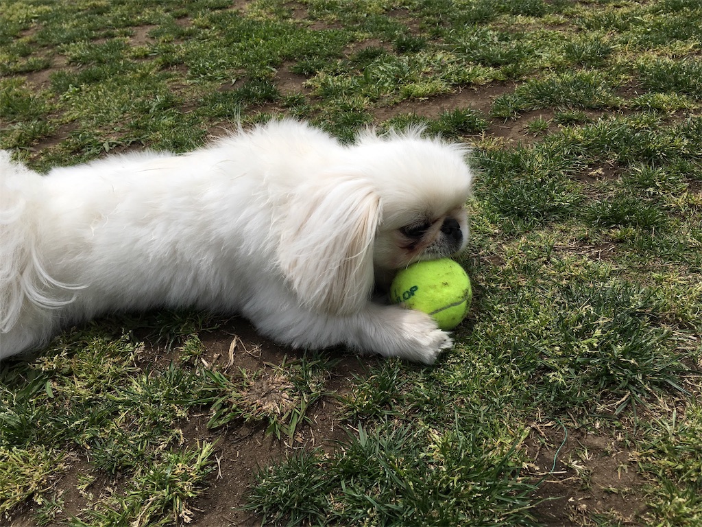 f:id:cocco0209908:20190612162258j:image f:id:cocco0209908:20190612162258j:image