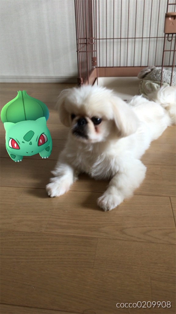 f:id:cocco0209908:20190612162424j:image f:id:cocco0209908:20190612162424j:image