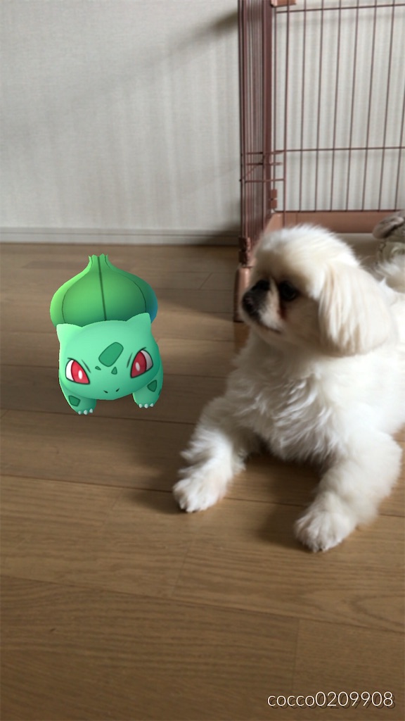 f:id:cocco0209908:20190612162428j:image f:id:cocco0209908:20190612162428j:image