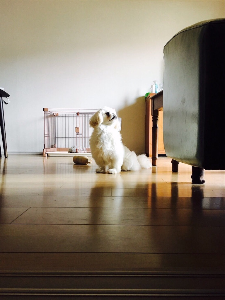 f:id:cocco0209908:20190612162846j:image f:id:cocco0209908:20190612162846j:image