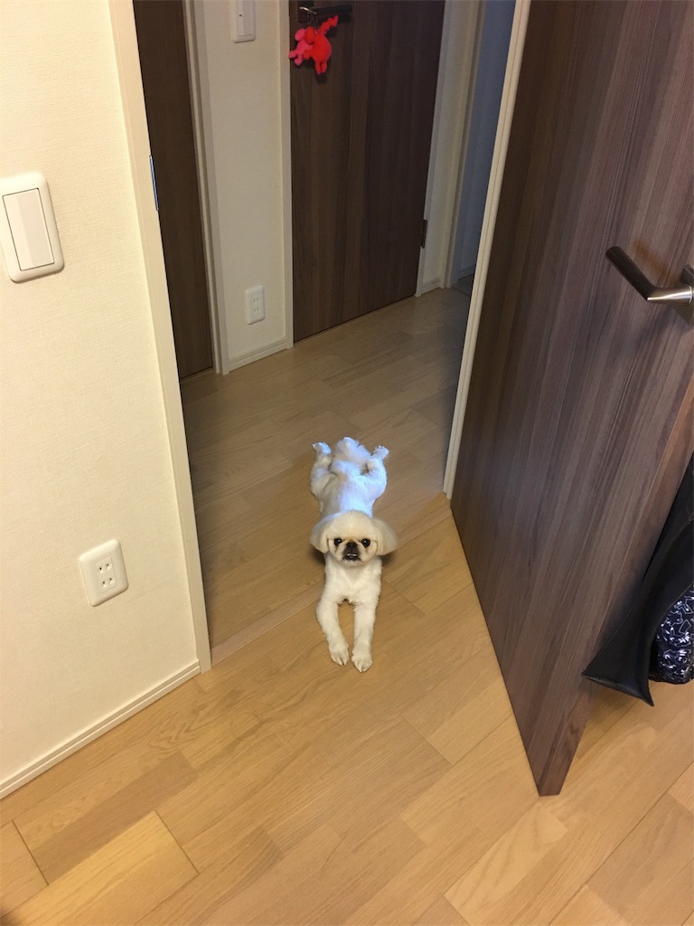 f:id:cocco0209908:20190612163938j:image f:id:cocco0209908:20190612163938j:image