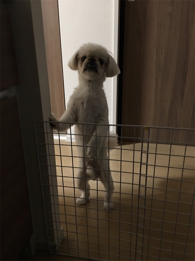 f:id:cocco0209908:20190612163942j:image f:id:cocco0209908:20190612163942j:image