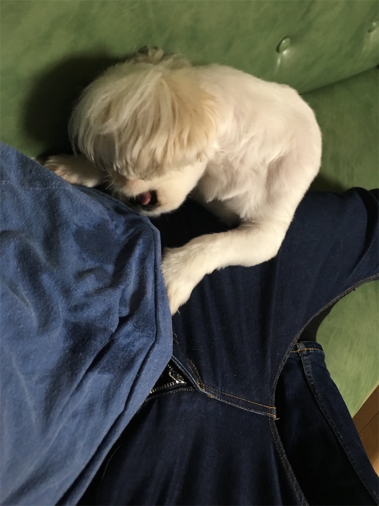 f:id:cocco0209908:20190612182529j:image f:id:cocco0209908:20190612182529j:image