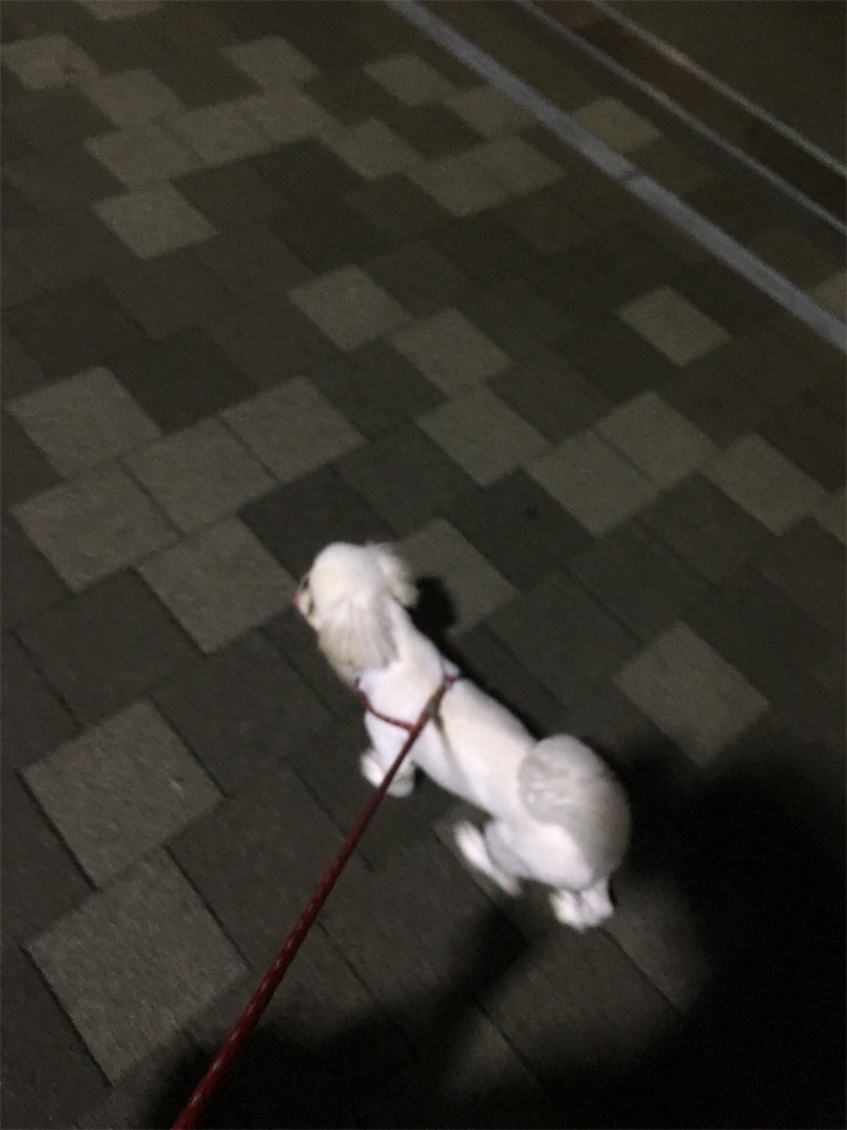 f:id:cocco0209908:20190612182621j:image f:id:cocco0209908:20190612182621j:image
