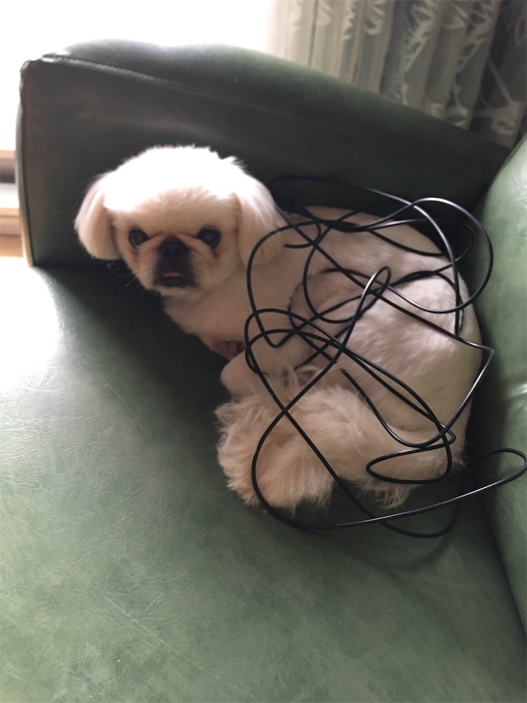 f:id:cocco0209908:20190612182722j:image f:id:cocco0209908:20190612182722j:image