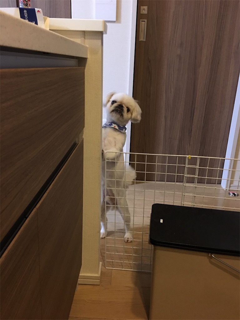 f:id:cocco0209908:20190612182725j:image f:id:cocco0209908:20190612182725j:image