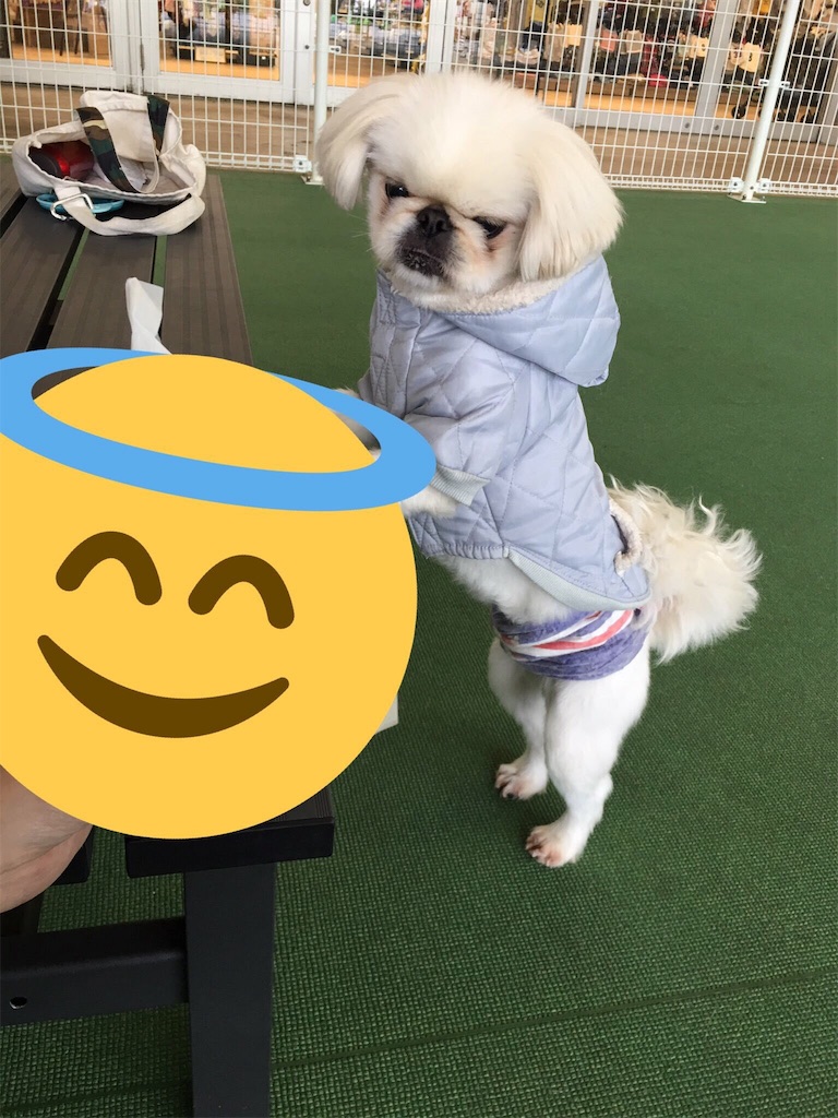 f:id:cocco0209908:20190612183426j:image f:id:cocco0209908:20190612183426j:image