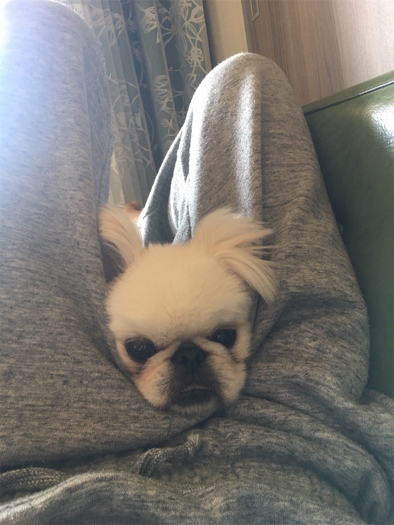 f:id:cocco0209908:20190612183519j:image f:id:cocco0209908:20190612183519j:image