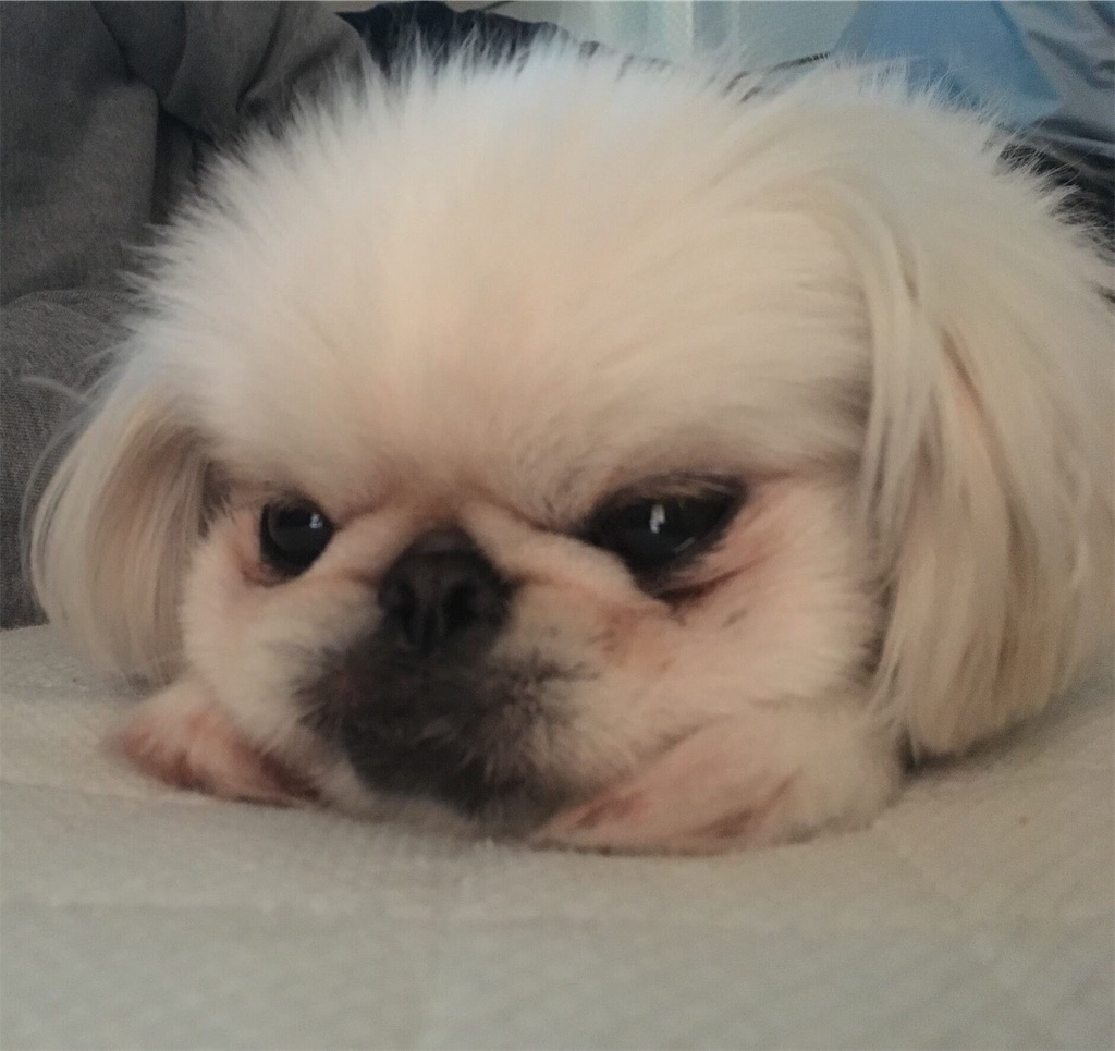 f:id:cocco0209908:20190612183850j:image f:id:cocco0209908:20190612183850j:image