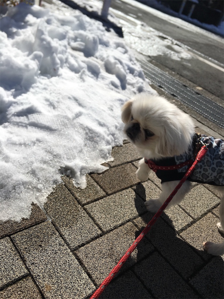 f:id:cocco0209908:20190612184212j:image f:id:cocco0209908:20190612184212j:image