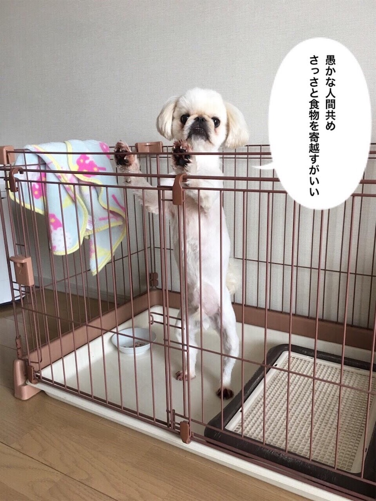 f:id:cocco0209908:20190612185831j:image f:id:cocco0209908:20190612185831j:image