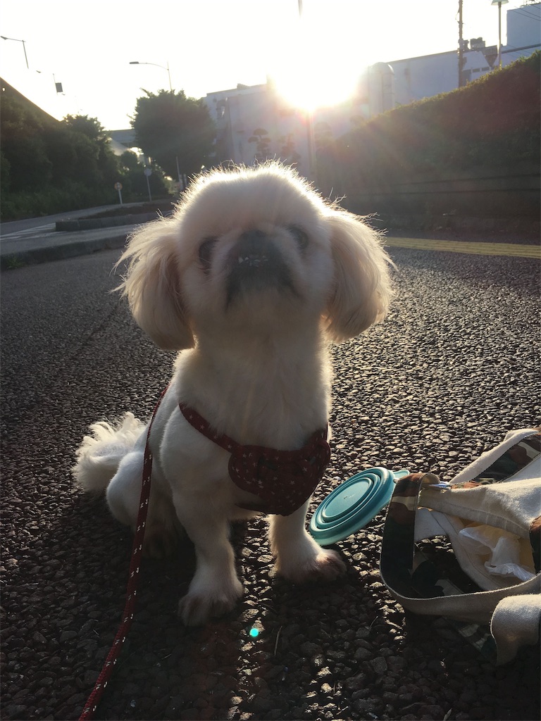 f:id:cocco0209908:20190612185834j:image f:id:cocco0209908:20190612185834j:image