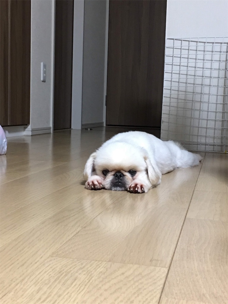 f:id:cocco0209908:20190612185930j:image f:id:cocco0209908:20190612185930j:image