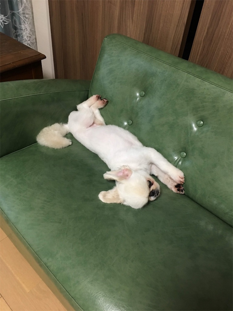 f:id:cocco0209908:20190612185934j:image f:id:cocco0209908:20190612185934j:image
