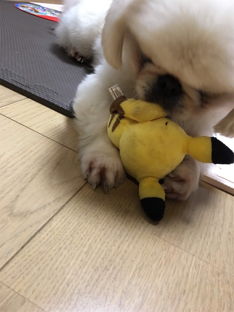 f:id:cocco0209908:20190612190127j:image f:id:cocco0209908:20190612190127j:image