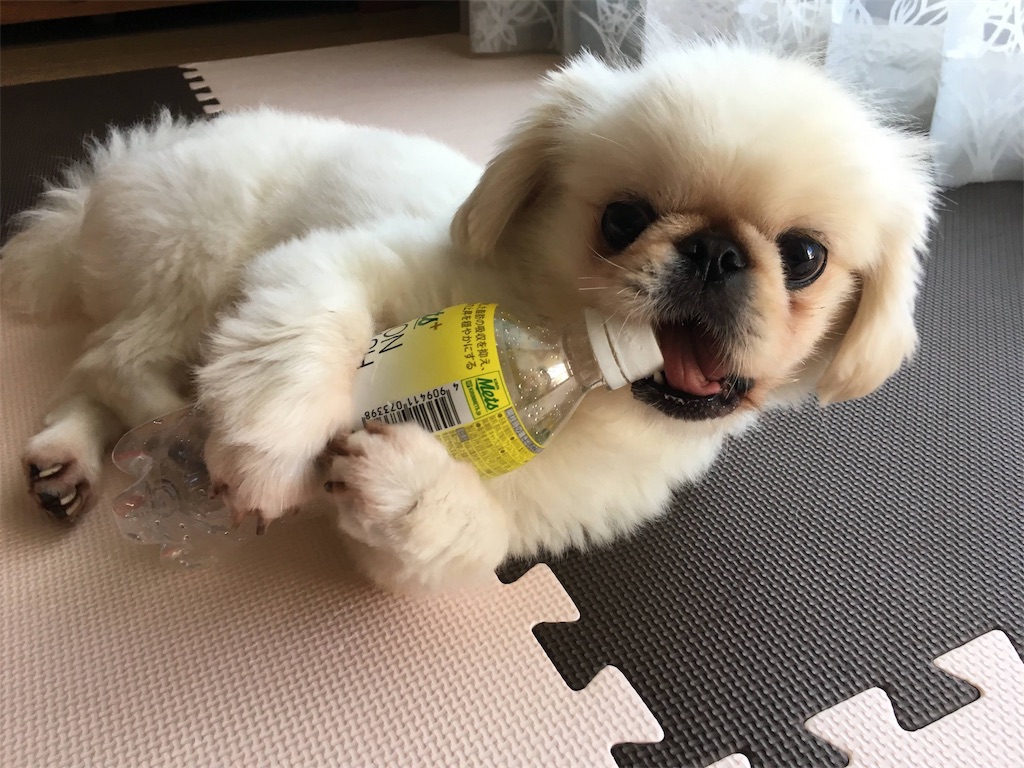 f:id:cocco0209908:20190612190130j:image f:id:cocco0209908:20190612190130j:image