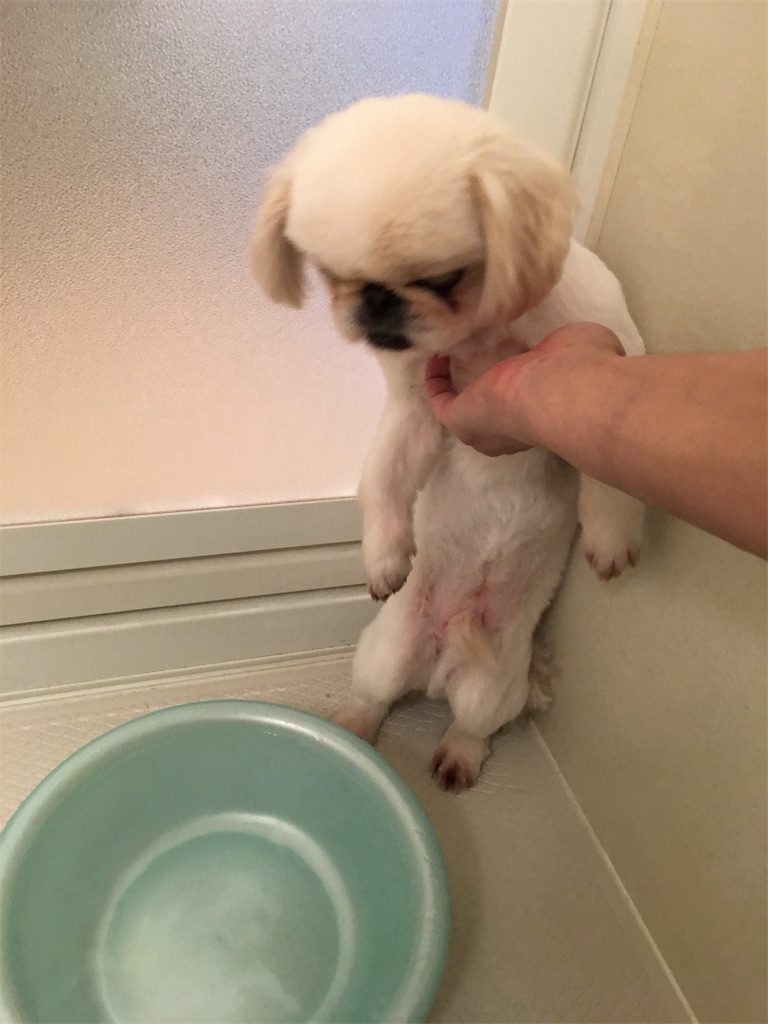 f:id:cocco0209908:20190612190133j:image f:id:cocco0209908:20190612190133j:image