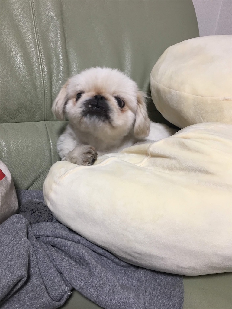 f:id:cocco0209908:20190612190630j:image f:id:cocco0209908:20190612190630j:image