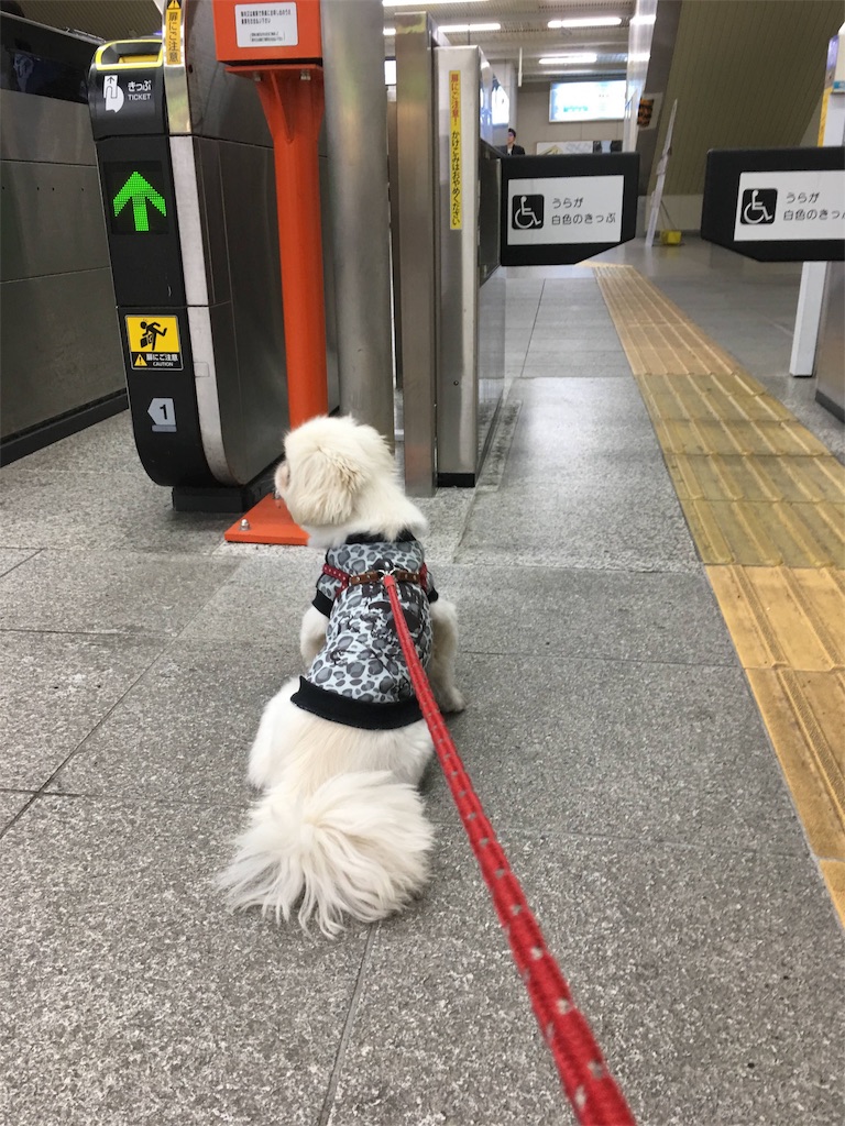f:id:cocco0209908:20190612190634j:image f:id:cocco0209908:20190612190634j:image