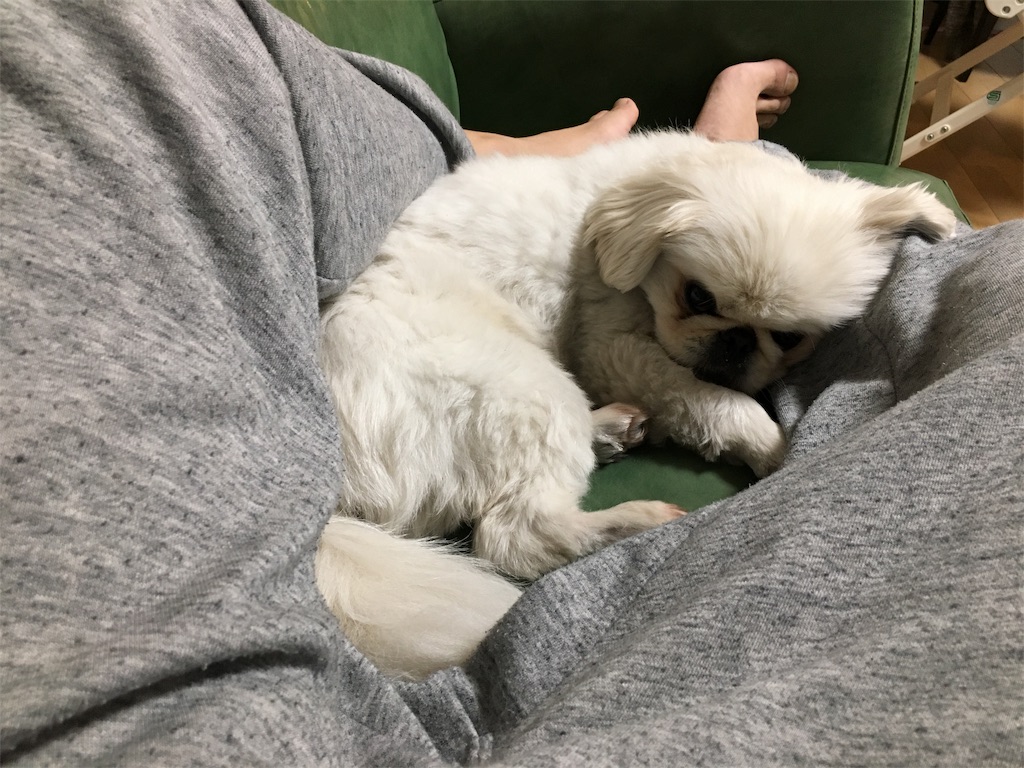 f:id:cocco0209908:20190612190714j:image f:id:cocco0209908:20190612190714j:image