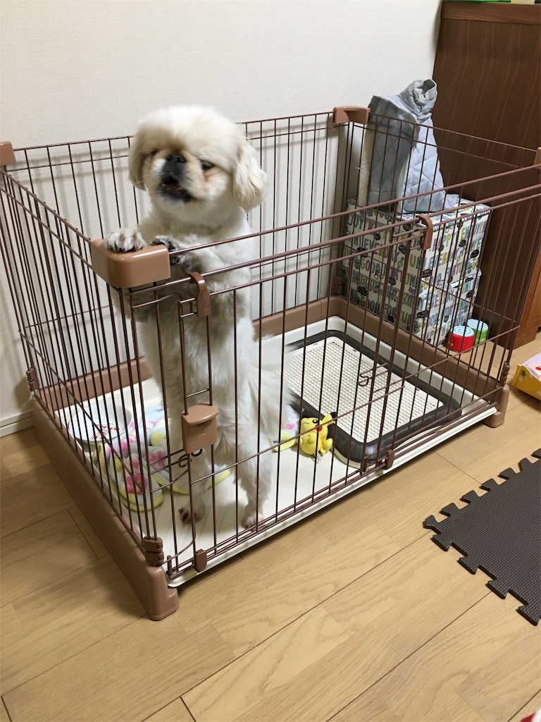 f:id:cocco0209908:20190612190719j:image f:id:cocco0209908:20190612190719j:image