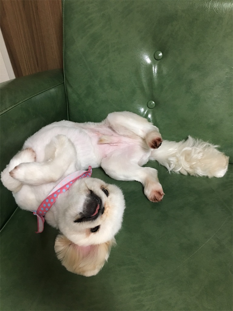 f:id:cocco0209908:20190612190824j:image f:id:cocco0209908:20190612190824j:image