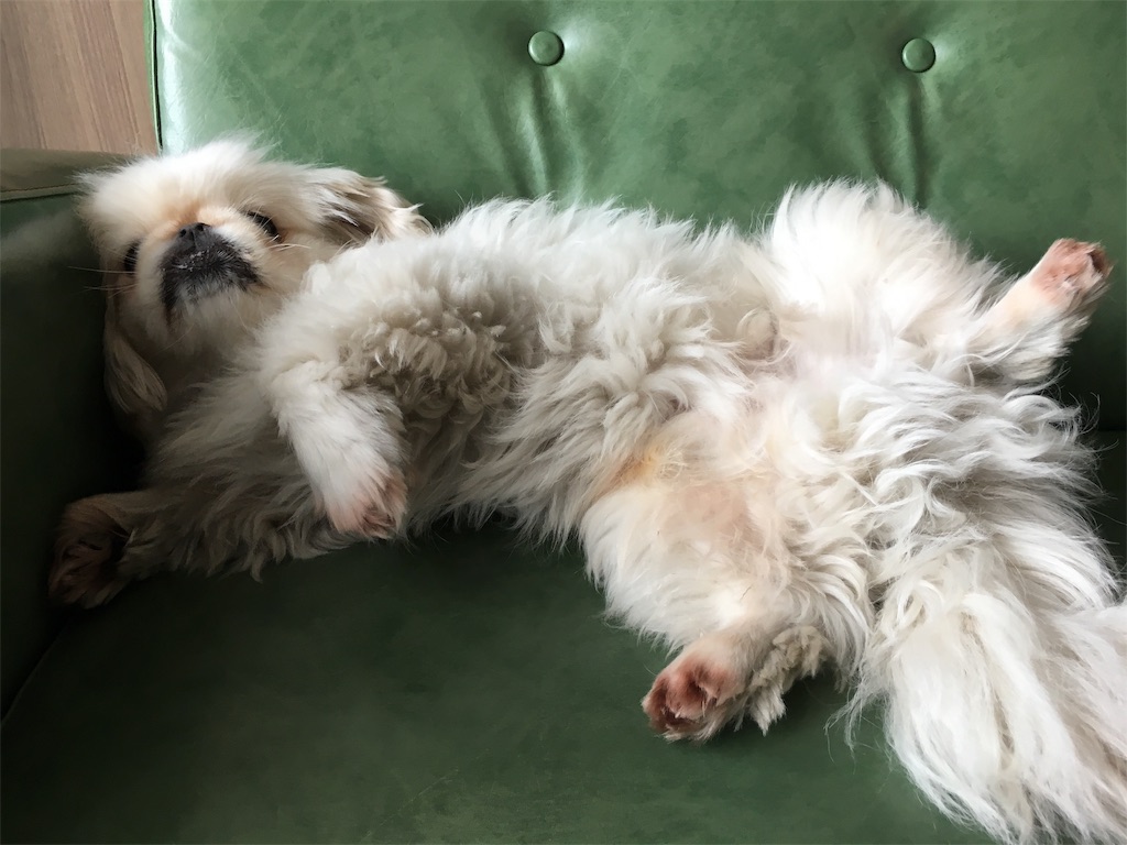 f:id:cocco0209908:20190612190829j:image f:id:cocco0209908:20190612190829j:image