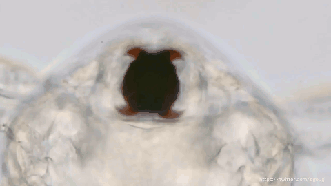 f:id:coccoli:20180107001355g:plain