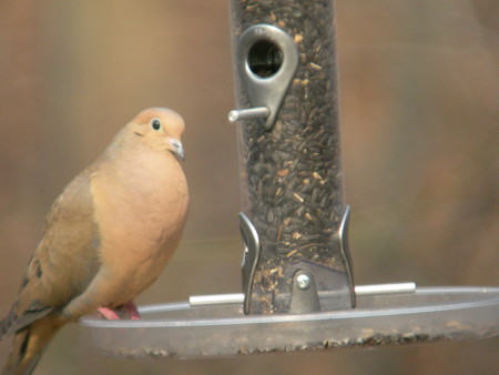 f:id:cockateil:20070310095917j:image