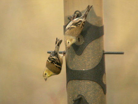 f:id:cockateil:20070310102208j:image