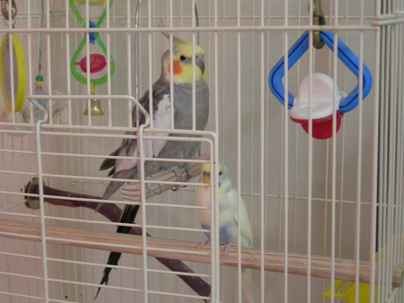 f:id:cockateil:20070318194014j:image