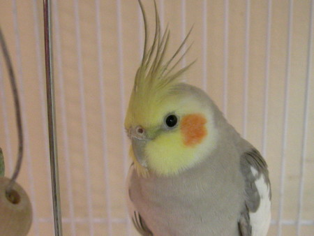 f:id:cockateil:20070318194351j:image