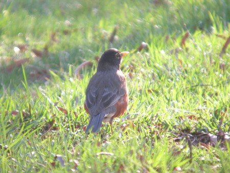 f:id:cockateil:20070325163527j:image